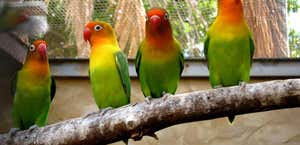 Rainbow Jungle - The Australian Parrot Breeding Centre