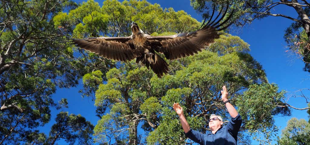 Photo of The Raptor and Wildlife Refuge of Tasmania