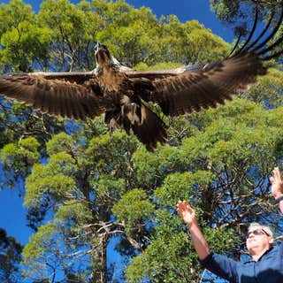 The Raptor and Wildlife Refuge of Tasmania