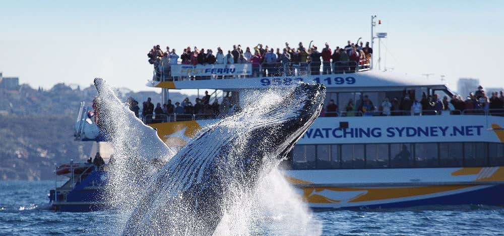 Photo of Bass & Flinders Cruises