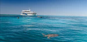 Bundaberg to Lady Musgrave Island Day Cruise
