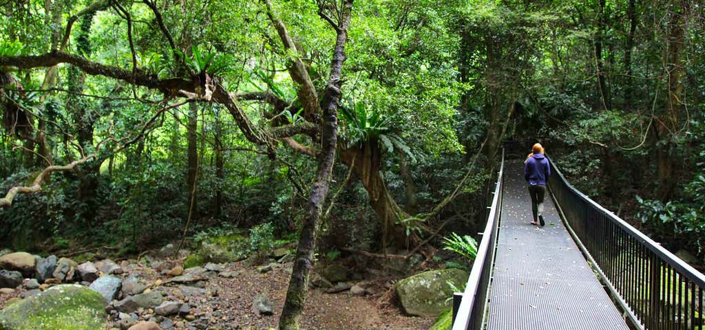 Photo of Rainforest Loop Walk, Budderoo National Park