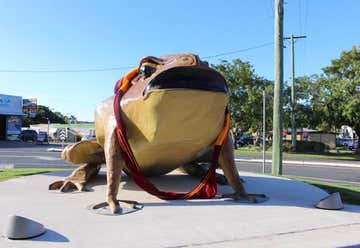 Photo of Big Cane Toad