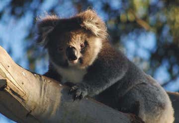 Photo of Bimbi Park Camping Under Koalas