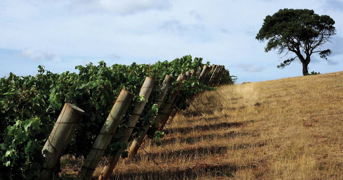 Pipers Brook Vineyard, Tasmania Roadtrippers