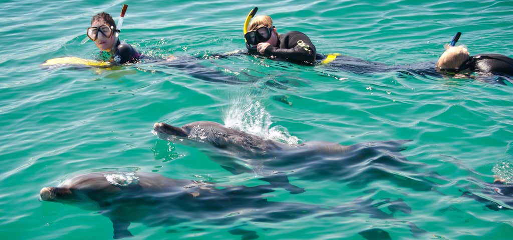 Photo of Rockingham Wild Encounters - Swim with Wild Dolphins