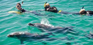 Rockingham Wild Encounters - Swim with Wild Dolphins