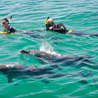 Rockingham Wild Encounters - Swim with Wild Dolphins