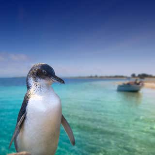 Rockingham Wild Encounters - Penguin Island Ferry and Cruises