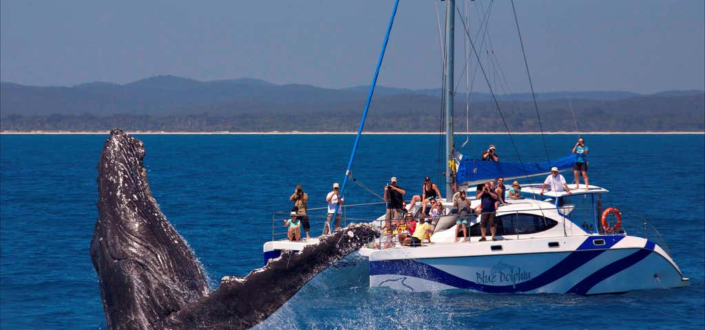 Photo of Blue Dolphin Exclusive Whale Encounter