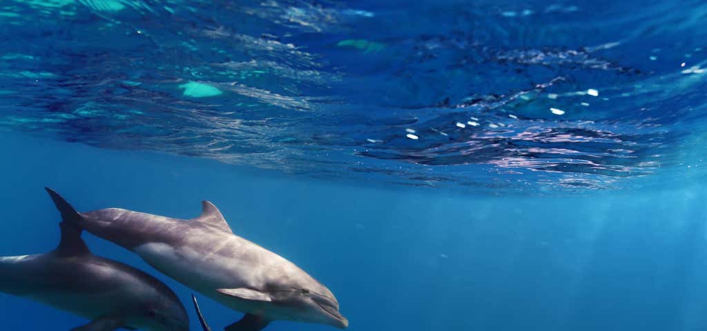 Photo of Moonraker Dolphin Swims