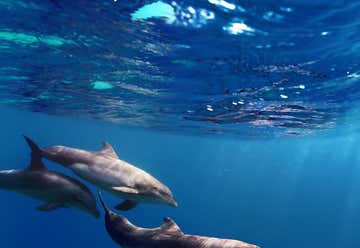Photo of Moonraker Dolphin Swims