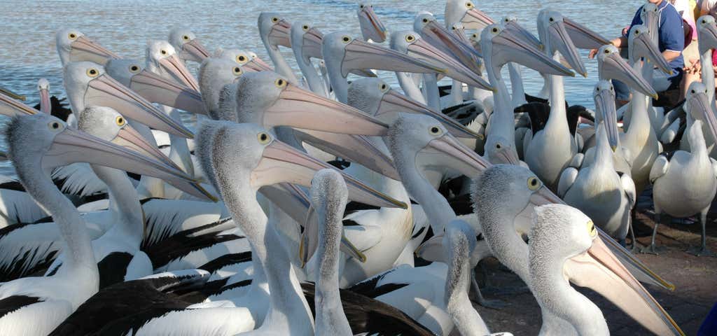 Photo of Pelican Feeding