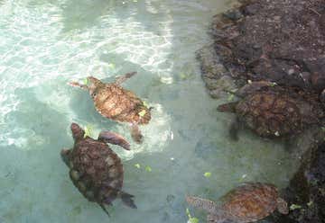 Photo of Coral World Ocean Park