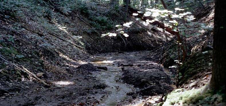 Photo of Ellisdale Fossil Site