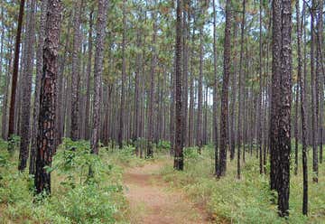Photo of Palmetto Trail