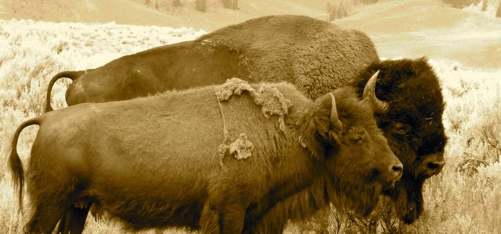 Photo of Antelope Island bison herd