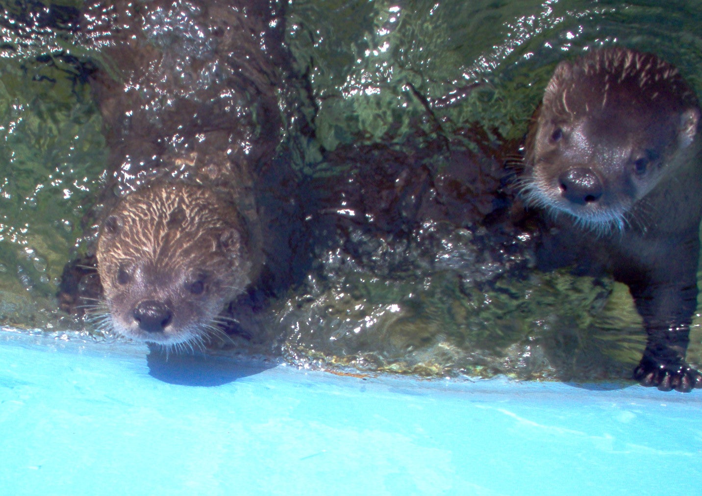 Magnetic Hill Zoo