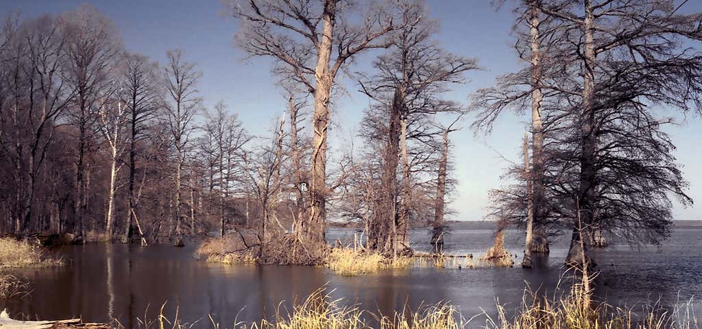 Photo of Reelfoot Lake