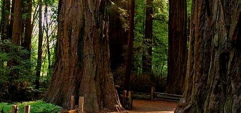 Photo of Henry Cowell Redwoods State Park