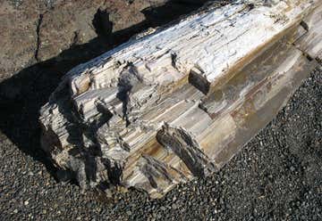 Photo of Ginkgo Petrified Forest / <br>Wanapum Recreational Area