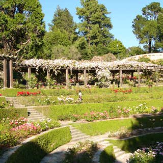 The Berkeley Rose Garden