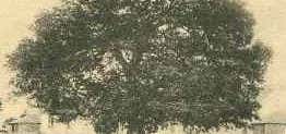 Photo of Emancipation Oak