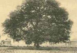 Photo of Emancipation Oak