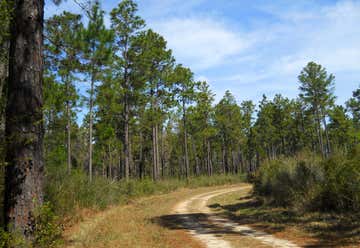 Photo of De Soto National Forest