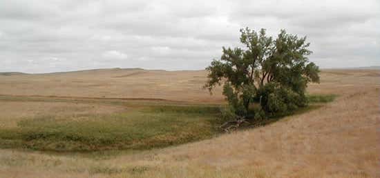 Photo of Cedar River National Grassland