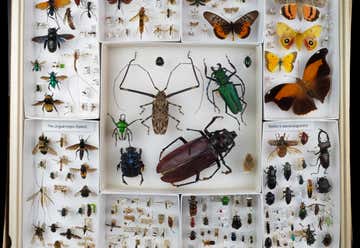 Photo of NCSU Insect Museum