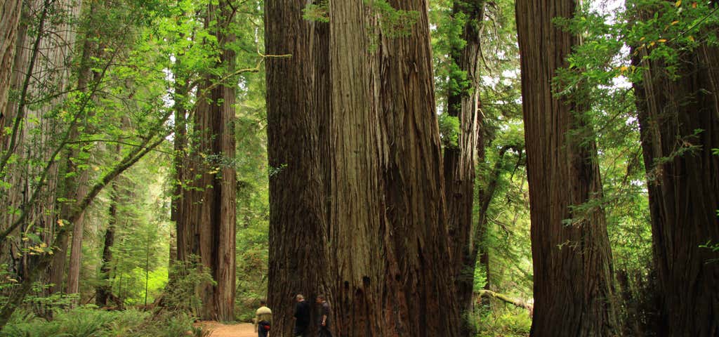 Photo of Jedediah Smith Redwoods State Park