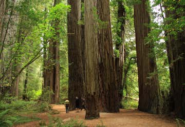 Photo of Jedediah Smith Redwoods State Park Campground