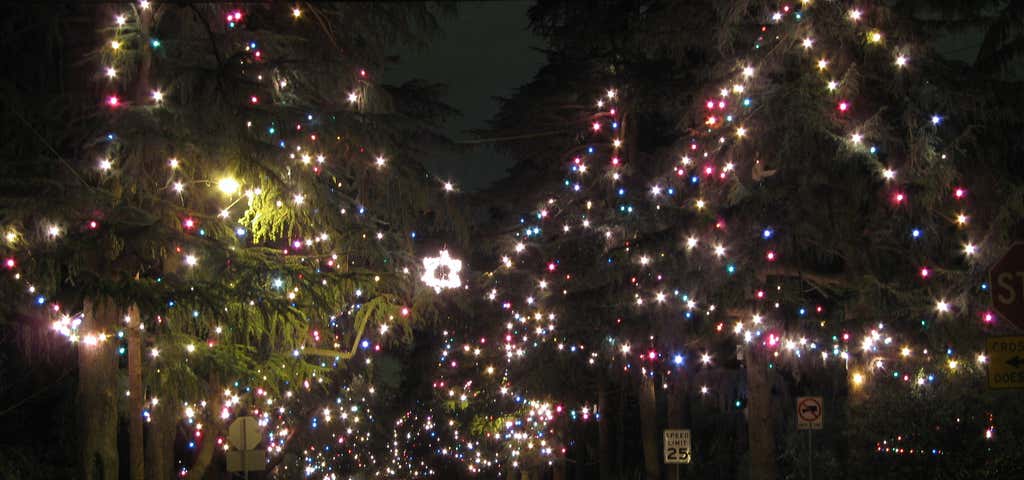 Photo of Christmas Tree Lane