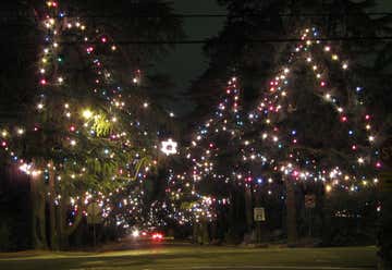 Photo of Christmas Tree Lane