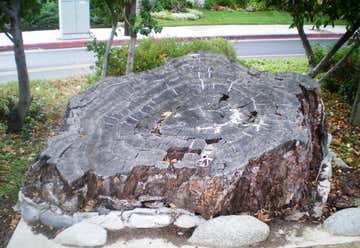 Photo of Encino Oak Tree