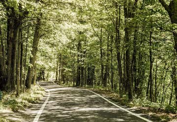 Photo of Tunnel Of Trees, M119