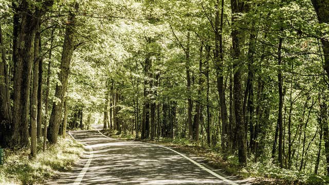 Tunnel Of Trees Harbor Springs Mi Roadtrippers