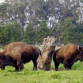 Bison Paddock