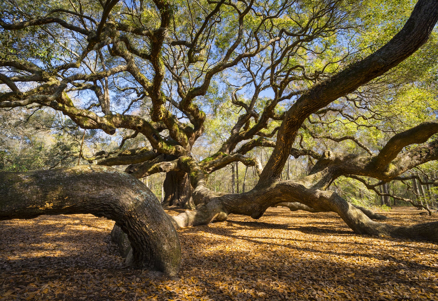 South Carolina Lowcountry Angel Oak Tree Charleston SC Nature Scenic