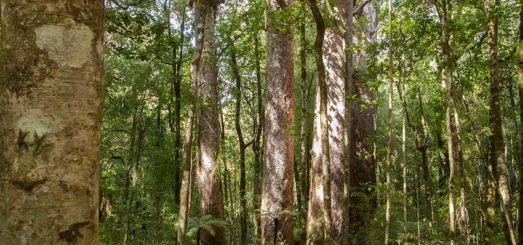 Photo of Waipoua Forest Walks