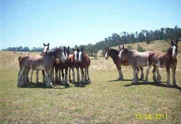 Photo of Covell's California Clydesdales Ranch
