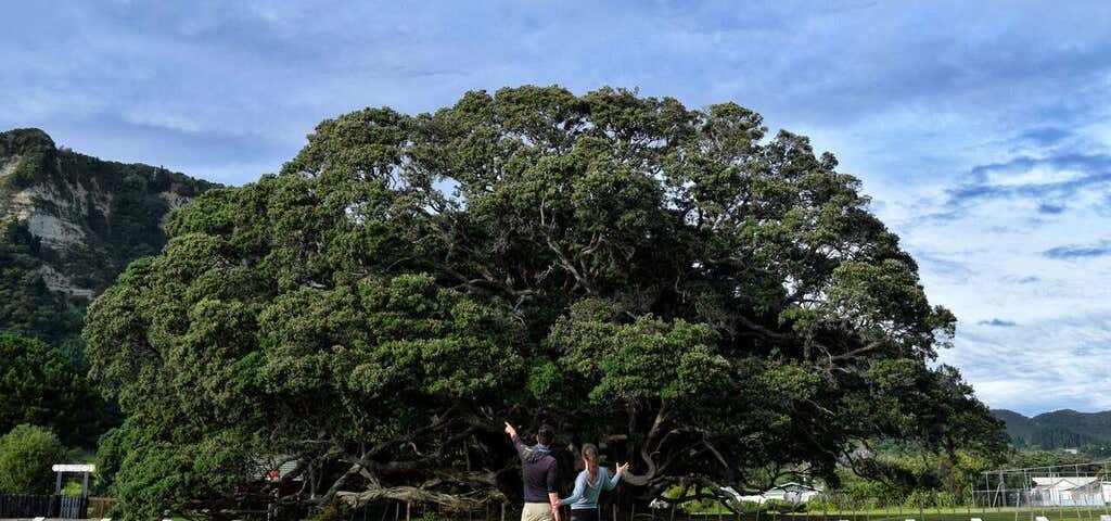 Photo of Te-Waha-O-Rerekohu - Oldest Pohutukawa Tree