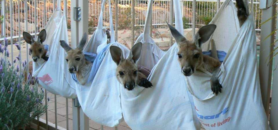 Photo of The Kangaroo Sanctuary