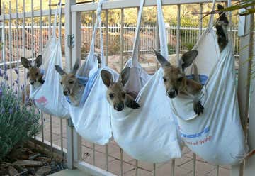 Photo of The Kangaroo Sanctuary