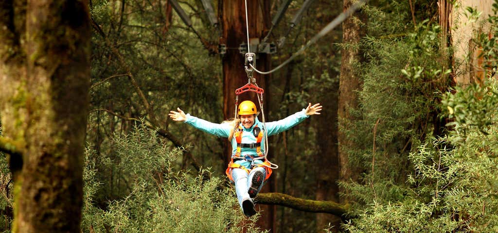 Photo of Otway Fly Treetop Adventures