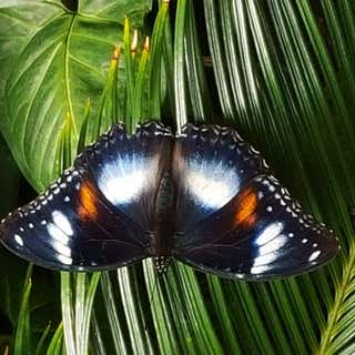 Coffs Harbour Butterfly House