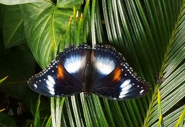 Photo of Coffs Harbour Butterfly House
