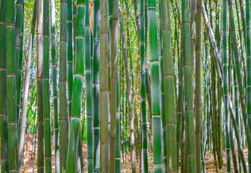 Photo of Bamboo Forest