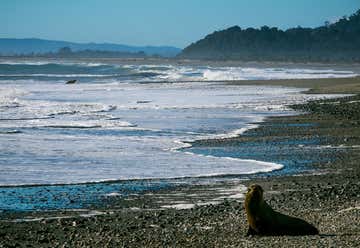 Photo of Tauranga Bay Fur Seal Colony 
